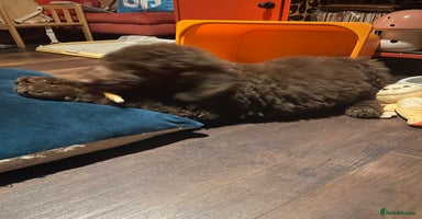 Mixed Breed dogs Standard Cockerpoodle/Bernadoodle,beautiful coats - Advert 12