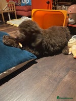 Mixed Breed dogs Standard Cockerpoodle/Bernadoodle,beautiful coats - Advert 4