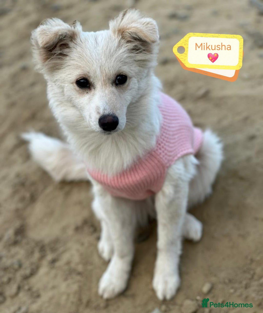 Mixed Breed dogs 💖🐶 BESSY & MIKUSHA 💖🐶 - Advert 1