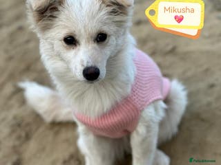 Mixed Breed dogs 💖🐶 BESSY & MIKUSHA 💖🐶 - Advert 1