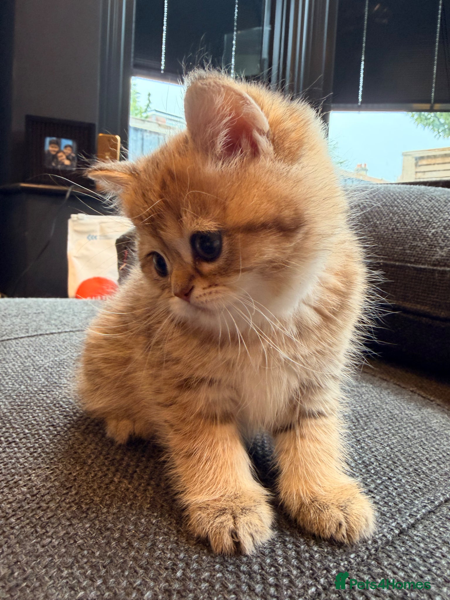 British Shorthair cats British Shorthair Golden Chinchilla Kittens - Advert 10