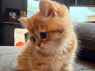 British Shorthair cats British Shorthair Golden Chinchilla Kittens - Advert 2