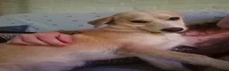 Mixed Breed dogs for adoption: Boba - Dereham Norfolk  in Dereham - Advert 11