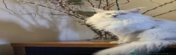 Maine Coon cats for sale: Adorable Maine Coon Kittens in Leicester - Advert 6