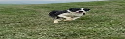Welsh Collie dogs for sale: Sali the collie - Advert 2