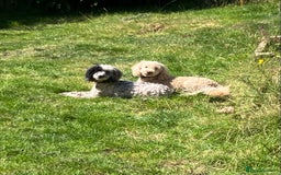 Miniature Poodle dogs for stud: MINIATURE POODLE  KC reg  Stud only  - Image 5