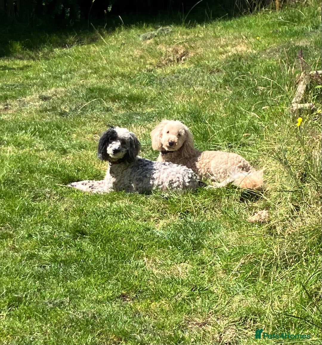 Miniature Poodle dogs for stud: MINIATURE POODLE  KC reg  Stud only  - Image 5