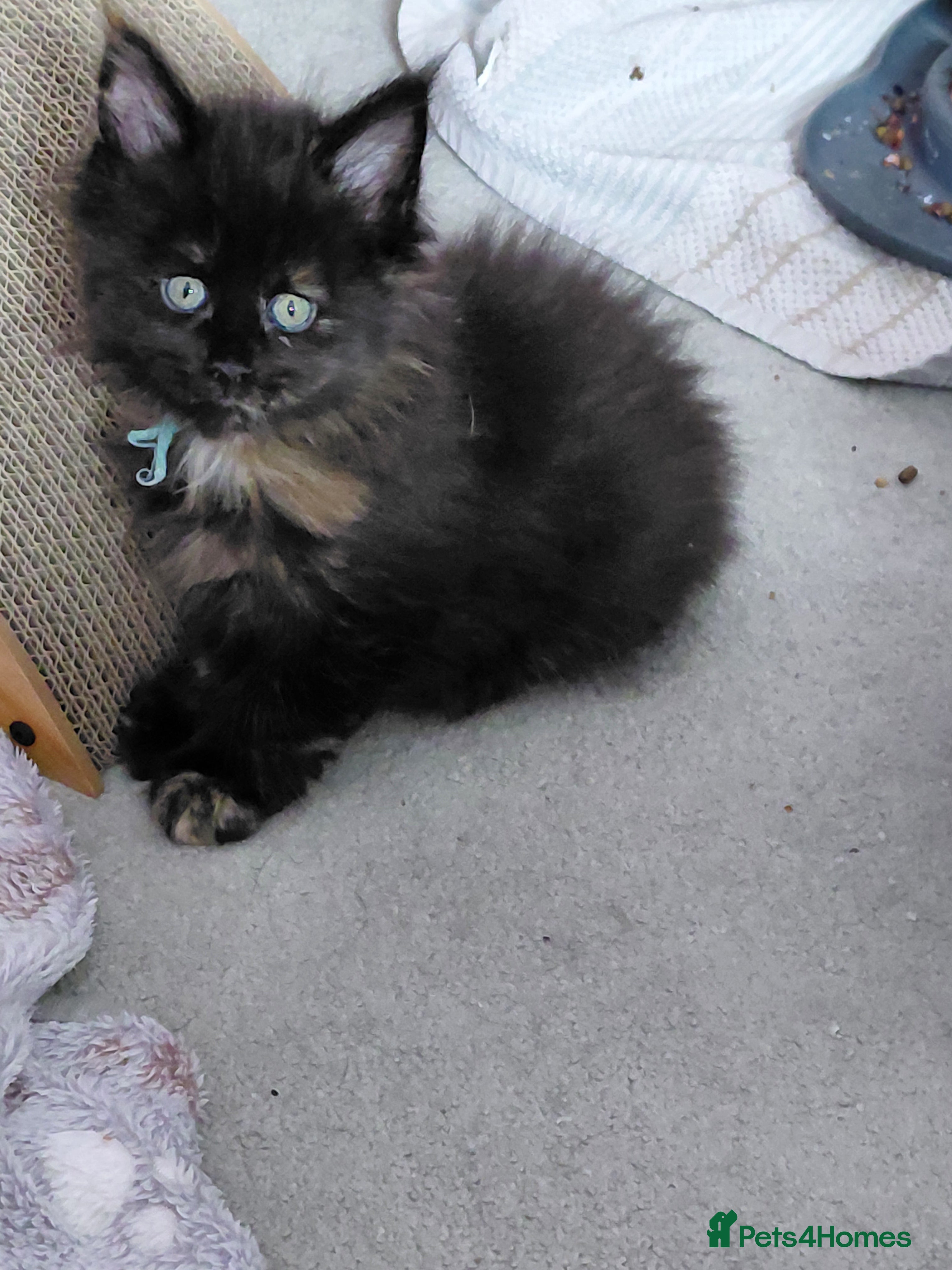 Maine Coon cats Beautiful Ticca registered maine coon kittens - Advert 2