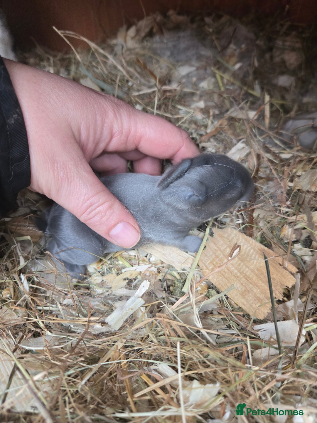 Mini Lop rabbits for sale: Stunning mini lop bunnies ready to secure!!! - Advert 4