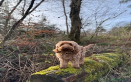Cockapoo dogs for sale: F2 Cockapoo puppies  - Image 6
