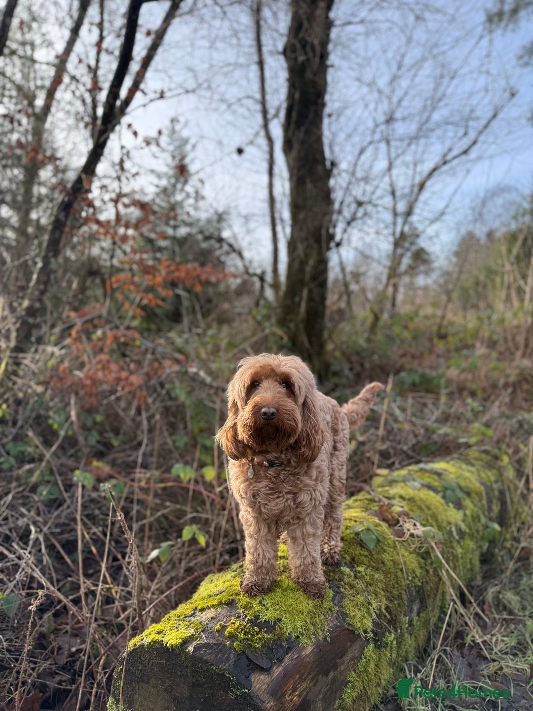 Cockapoo dogs for sale: F2 Cockapoo puppies  - Image 6