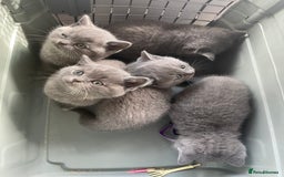 British Shorthair cats for sale: Female pure British shorthair kittens - Image 16
