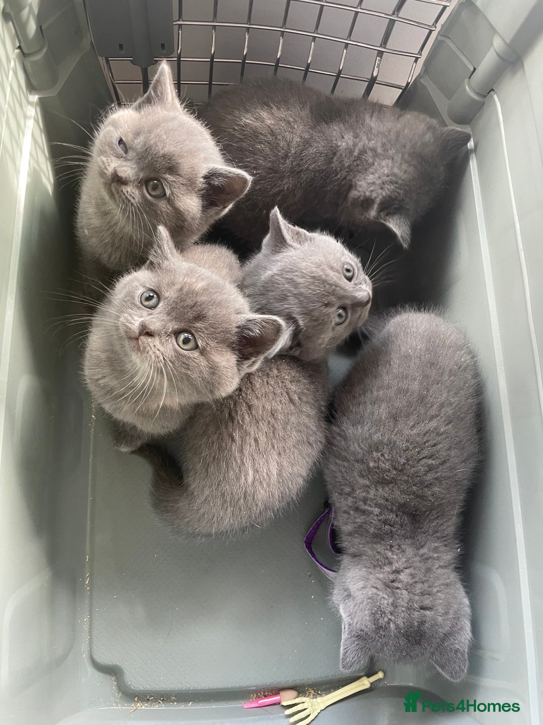 British Shorthair cats for sale: Female pure British shorthair kittens - Image 16
