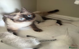 Ragdoll cats for sale: Beautiful litter of Ragdoll baby’s!  - Image 2