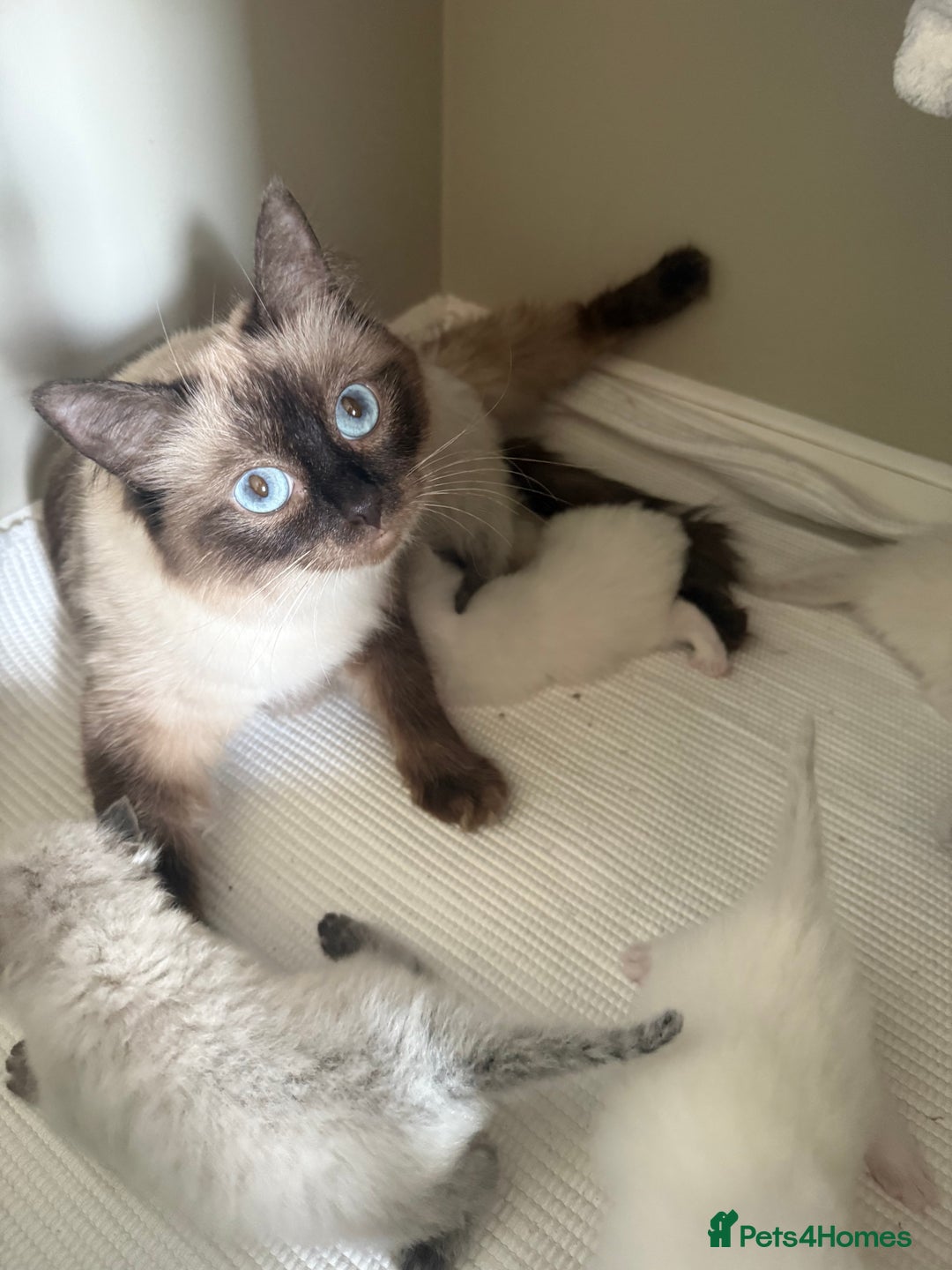 Ragdoll cats for sale: Beautiful litter of Ragdoll baby’s!  - Image 2