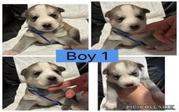 Siberian Husky dogs for sale: Beautiful Husky Pups  - Image 1