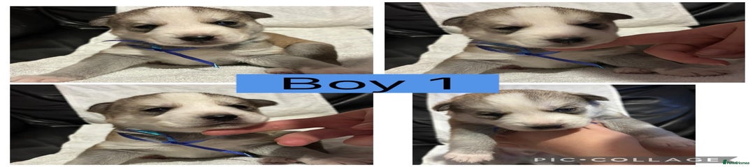 Siberian Husky Puppy 1