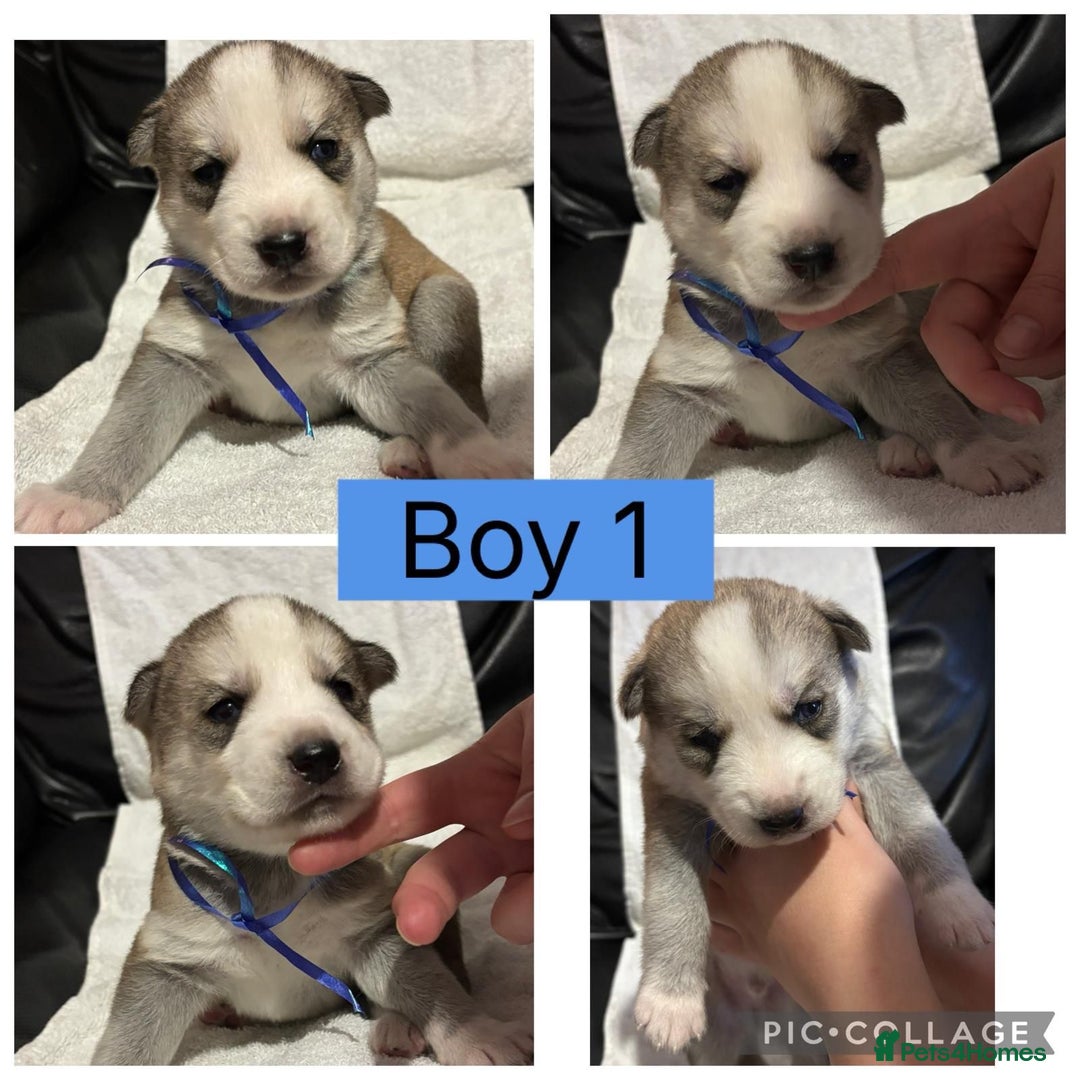 Siberian Husky dogs for sale: Beautiful Husky Pups  - Image 1