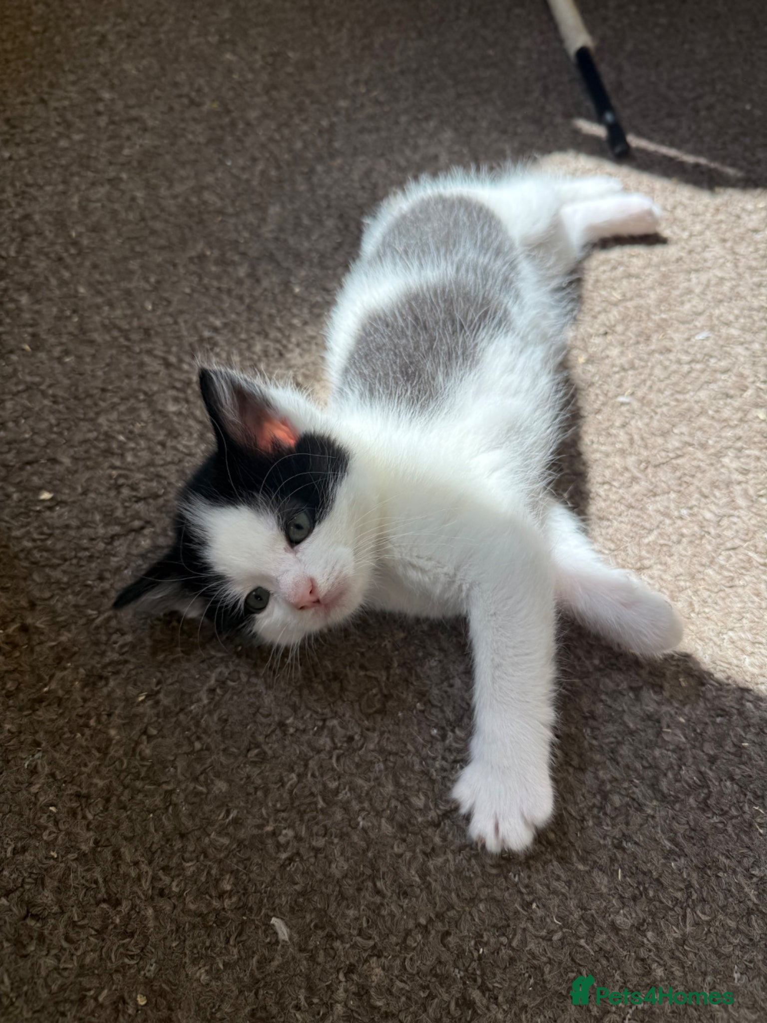 Mixed Breed cats 2x Black & white boys  - Advert 11