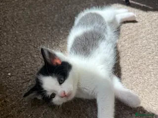 Mixed Breed cats 2x Black & white boys - Advert 11