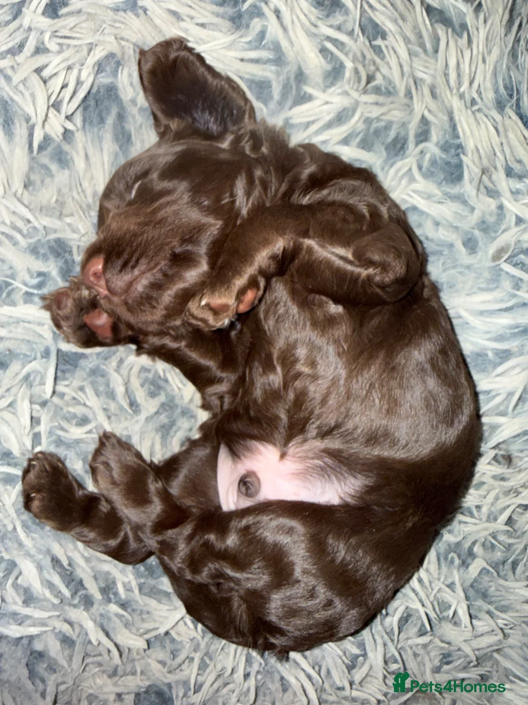 Cocker Spaniel dogs for sale: Loveable Chocolate Working Cocker Pup - Advert 6