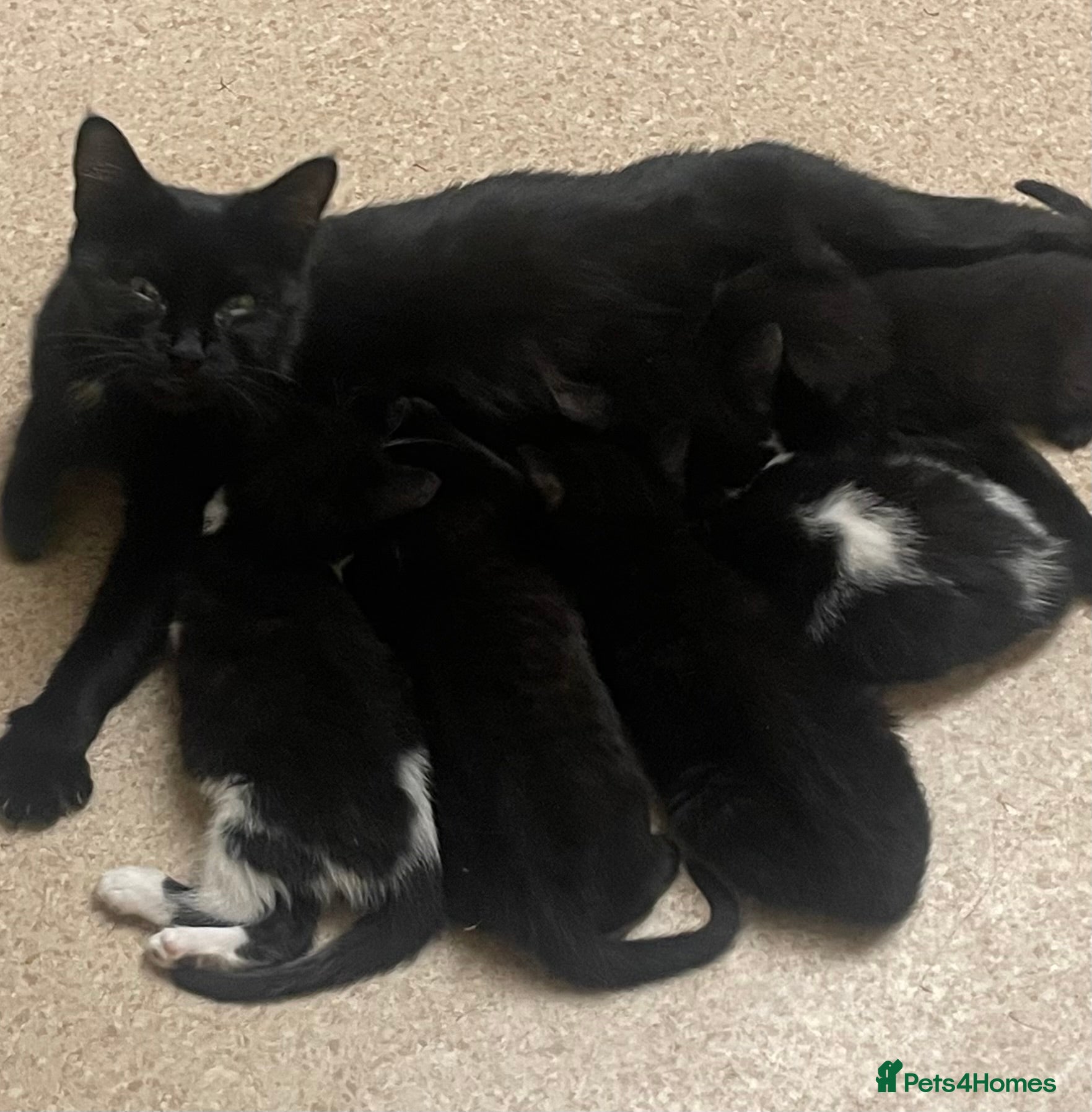 Mixed Breed cats Kittens for sale - Advert 1