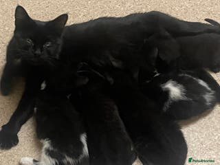 Mixed Breed cats Kittens for sale - Advert 10