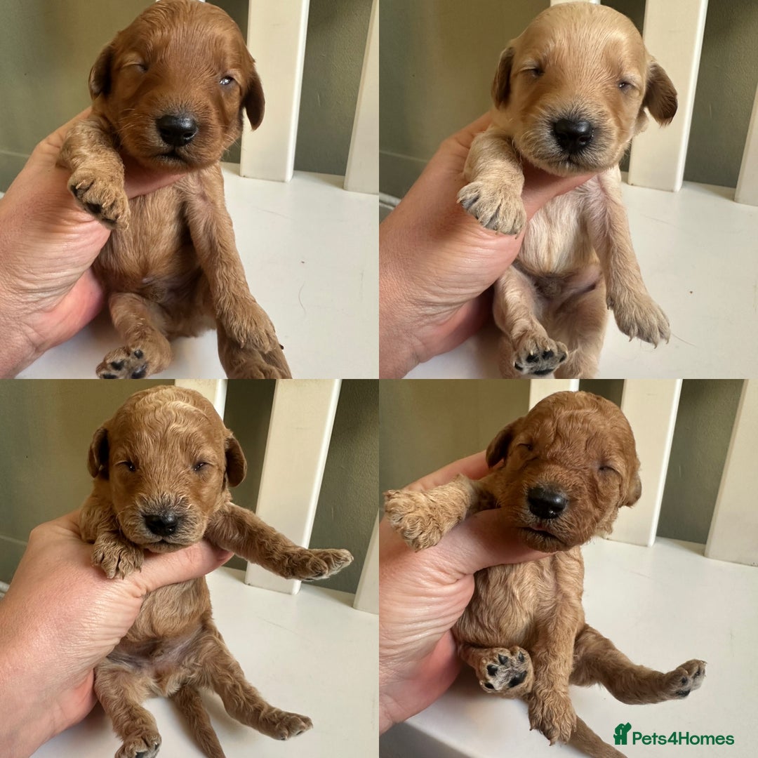 Goldendoodle dogs for sale: Miniature Goldendoodles - Ready Mid December  - Advert 18