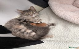 Maine Coon cats for sale: Grey Ragdoll / Mainecoon kitten - Image 10