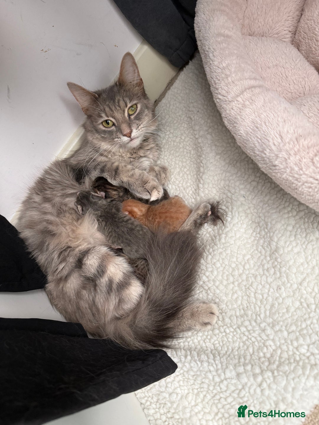Maine Coon cats for sale: Grey Ragdoll / Mainecoon kitten - Image 10