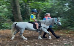 Welsh Section A horses for sale: Super pony ready for new family  - Image 10