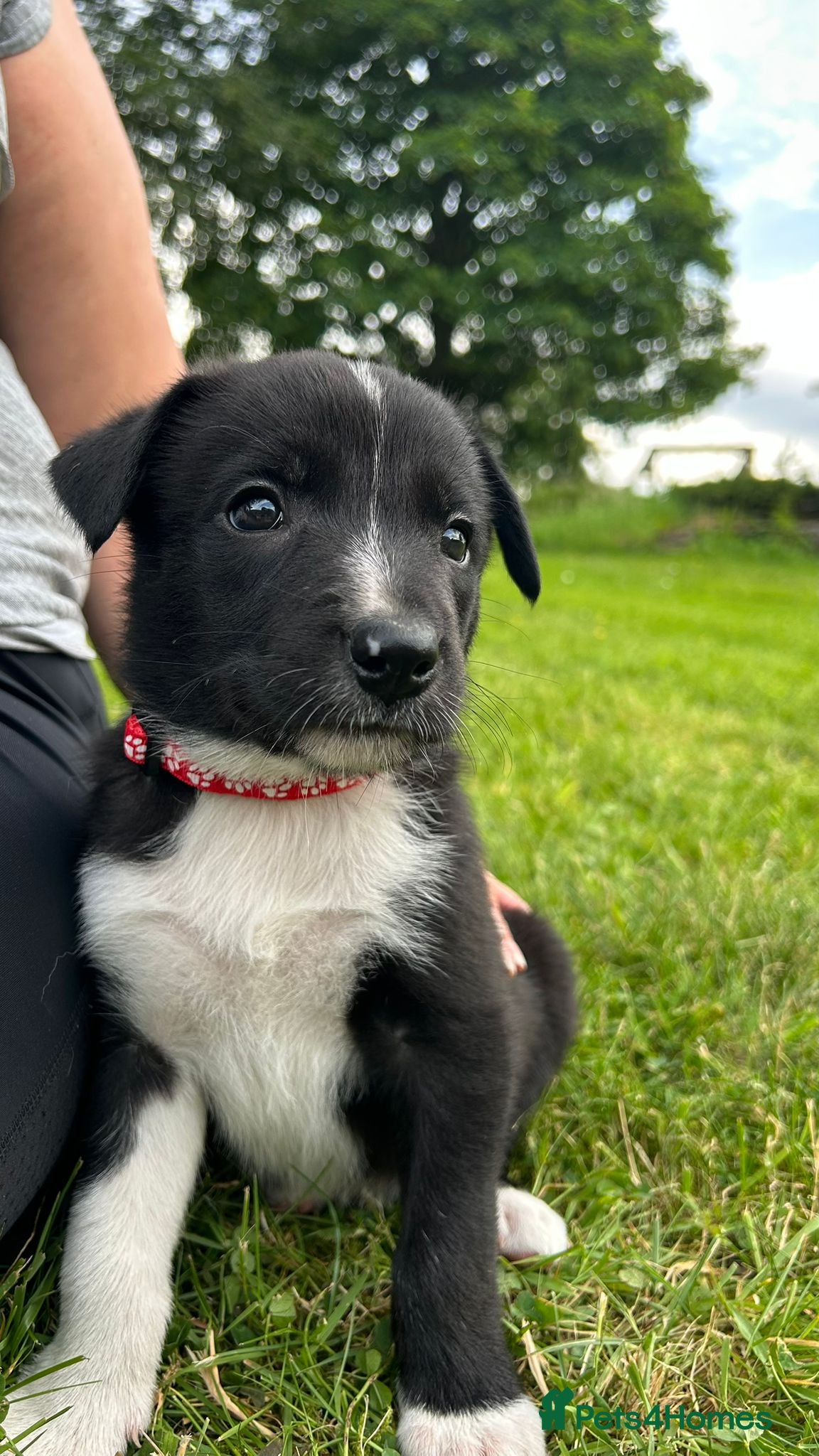 Border Collie dogs GORGEOUS BLACK AND WHITE BORDER COLLIE PUPPIES - Advert 1