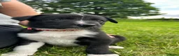 Border Collie dogs for sale: GORGEOUS BLACK AND WHITE BORDER COLLIE PUPPIES - Advert 3