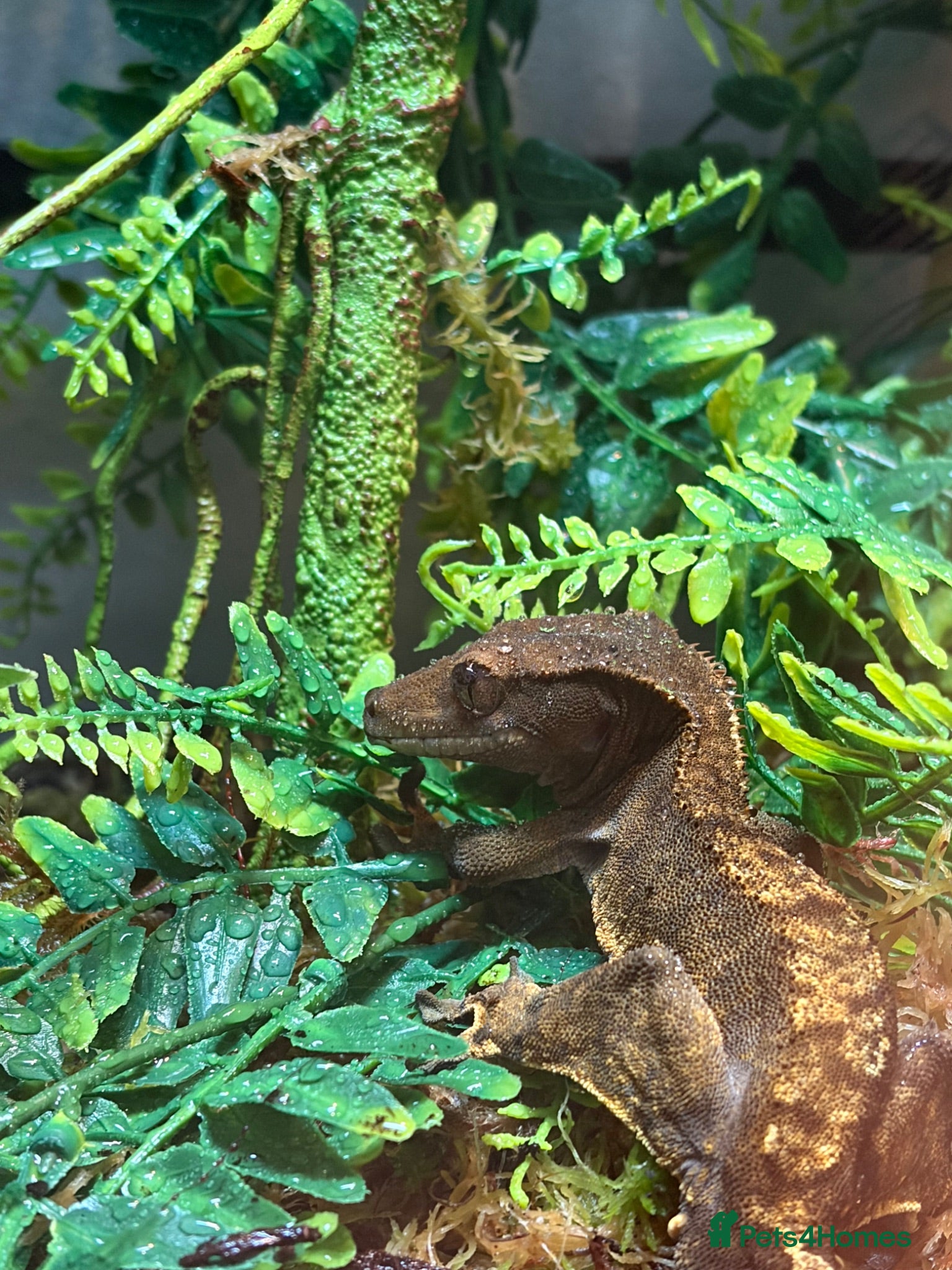 Gecko reptiles Loki the crested gecko  - Advert 18