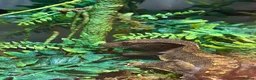 Gecko reptiles for sale: Loki the crested gecko  - Advert 5