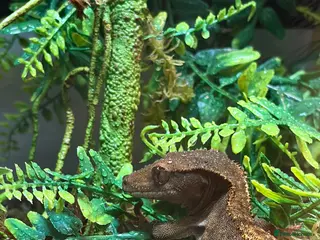 Gecko reptiles Loki the crested gecko - Advert 3
