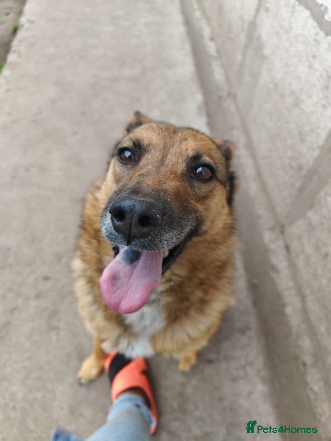 Mixed Breed dogs for adoption: 💖🐶 LARA 🐶💖 - Image 10