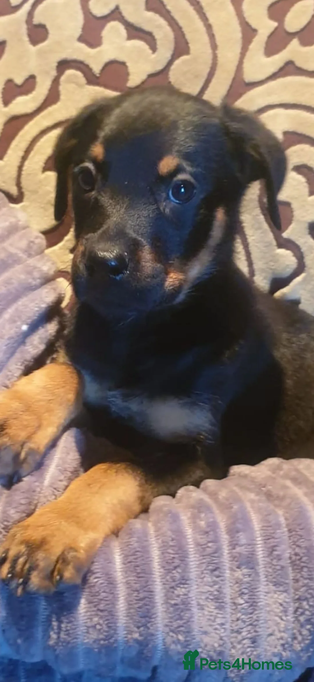 Mixed Breed dogs for sale: Shepweiler puppies for sale - Advert 2