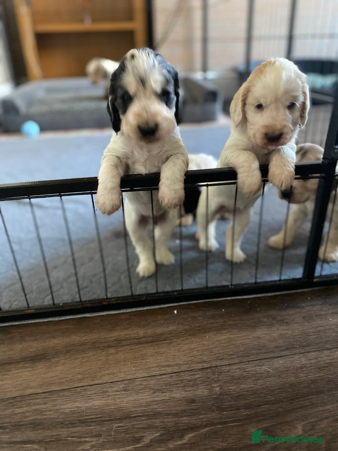 Cocker Spaniel dogs for sale: Stunning Litter of Show Cocker Spaniels  - Advert 12