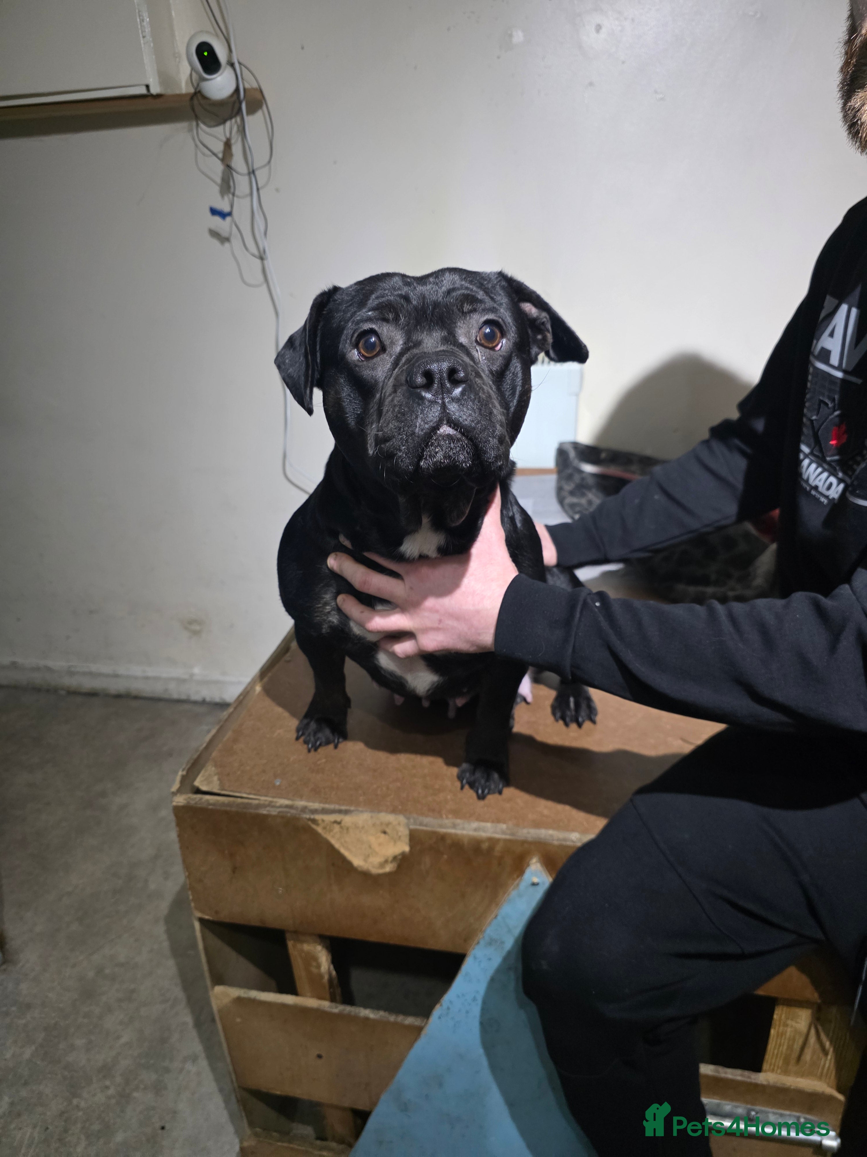 Mixed Breed dogs Dog for sale - Advert 10