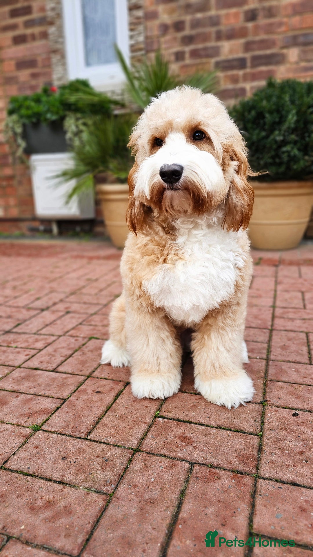 Labradoodle dogs for stud: STUNNING AUSTRALIAN LABRADOODLES HIP 0/0 ELBOW 0/0 - Advert 17
