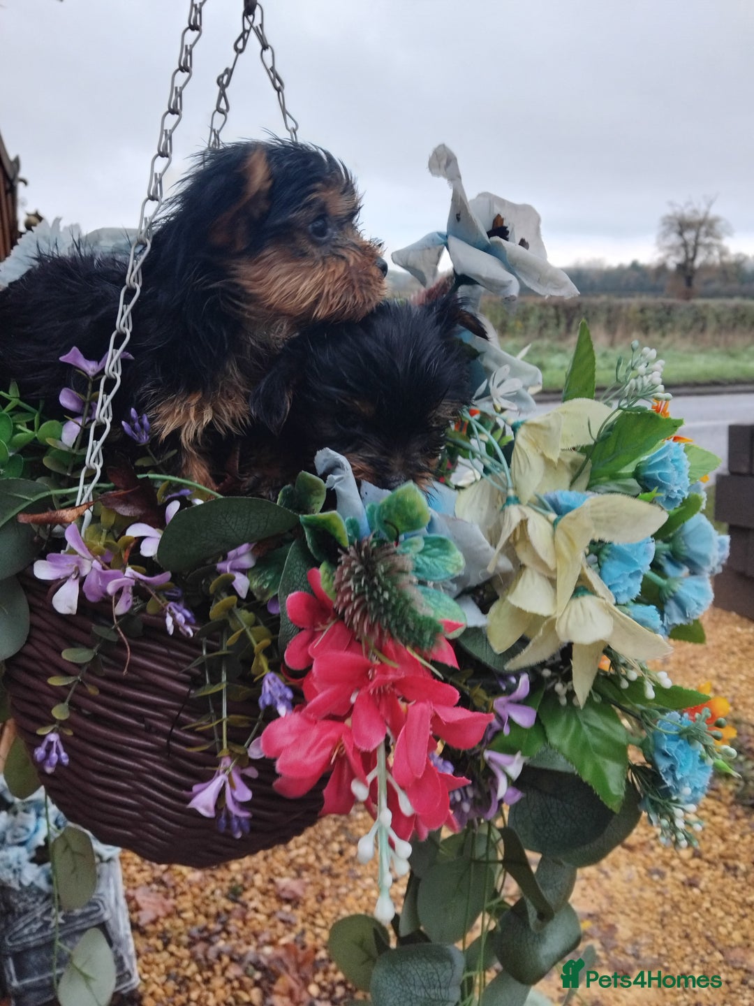 Yorkshire Terrier dogs for sale: Yorkshire puppies, 9 week cold  **  size. Two li - Advert 5
