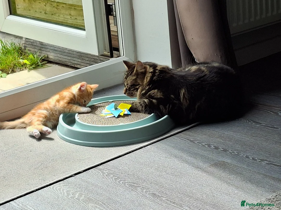 Mixed Breed cats for sale: Rare ginger female kitten - Advert 1
