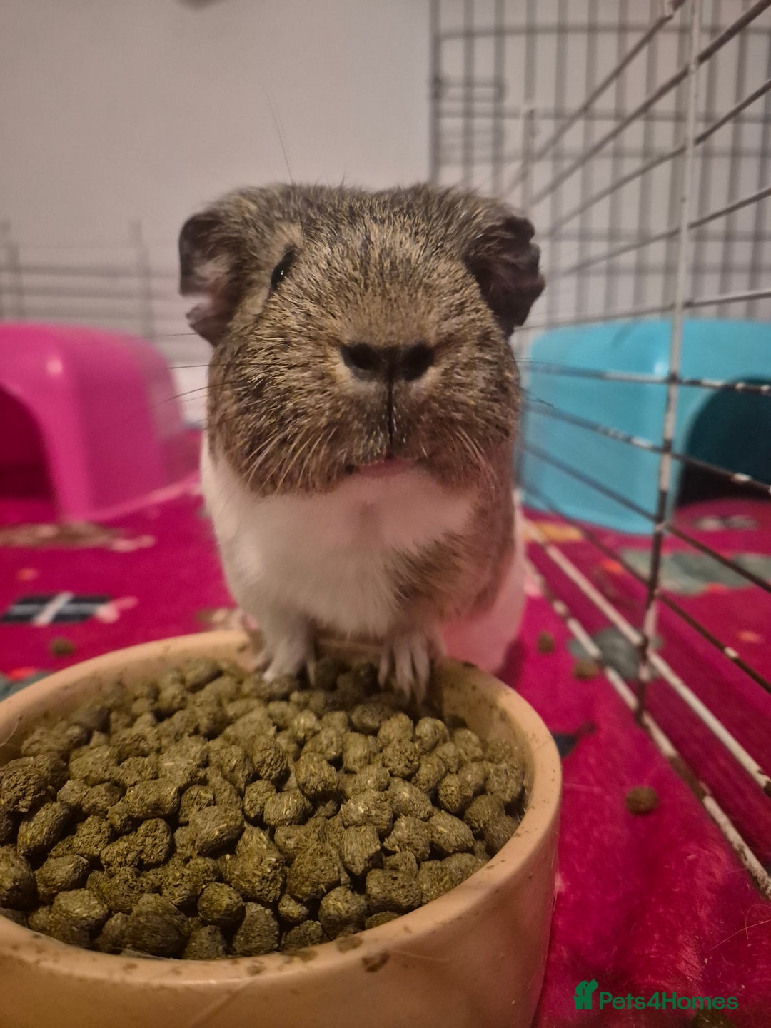 Guinea Pig rodents for sale: Harry Styles for sale - Image 2