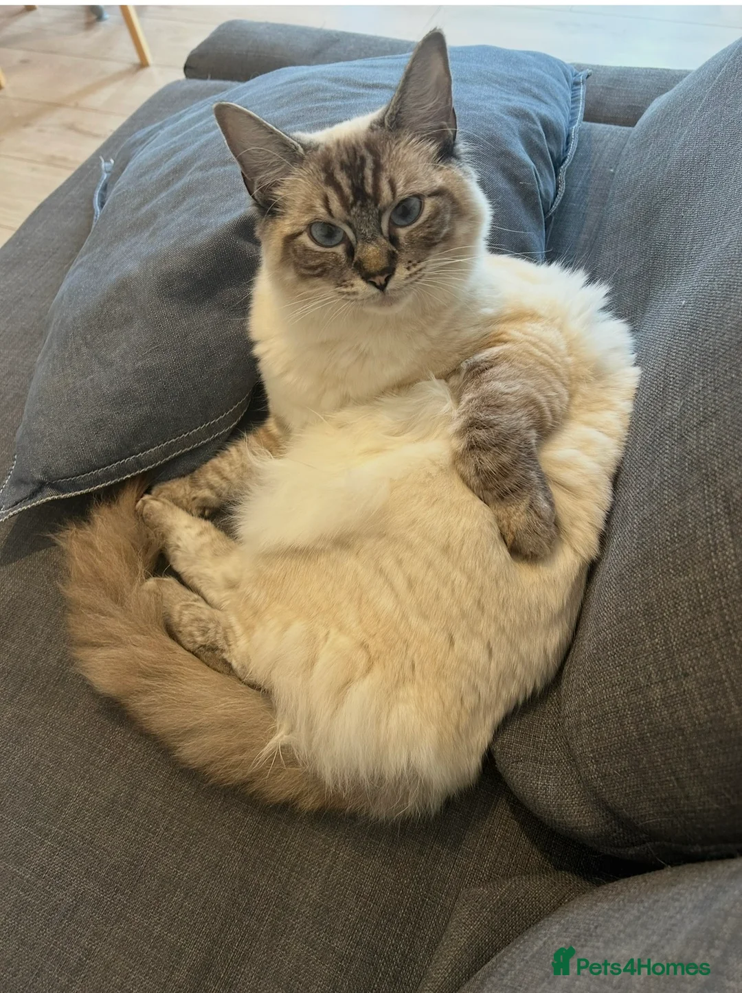 Ragdoll cats for sale: Adorable kittens  - Advert 2