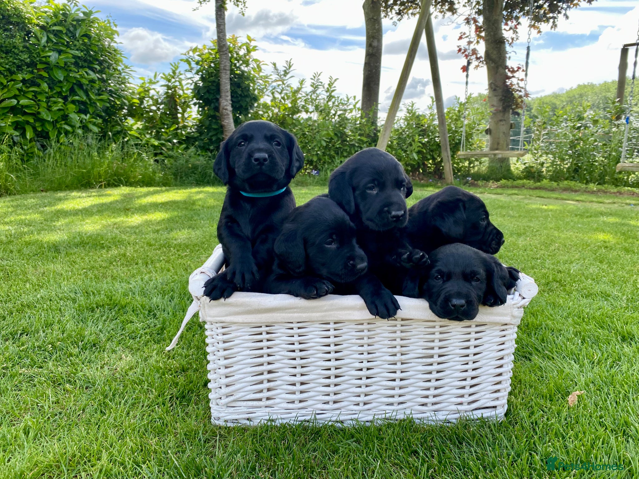 Labrador Retriever dogs KC Registered Labrador Retriever puppies  - Advert 2