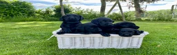 Labrador Retriever dogs for sale: KC Registered Labrador Retriever - 2 girls & 1 boy - Advert 7