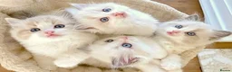 Ragdoll cats for sale: READY NOW *** INDOOR FULL PEDIGREE RAGDOLL KITTENS - Advert 14