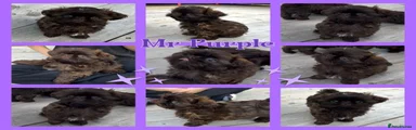 Mr Purple