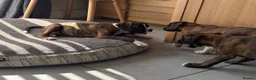 Boxer dogs for sale: boxer puppies for sale ***READY TO LEAVE NOW*** - Advert 16